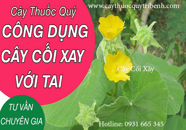 mua-ban-cay-coi-xay-o-dau-tai-tp-hcm-uy-tin-nhat