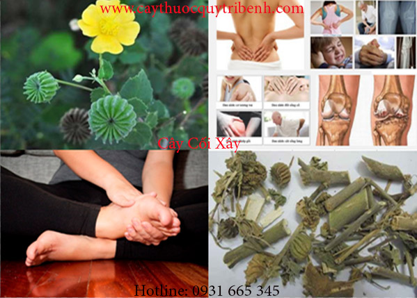 mua-ban-cay-coi-xay-o-dau-tai-tp-hcm