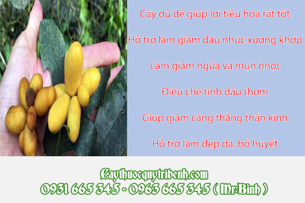 cây dũ dẻ