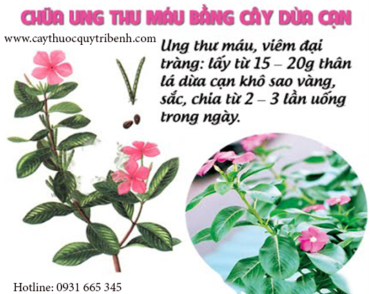 cây dừa cạn