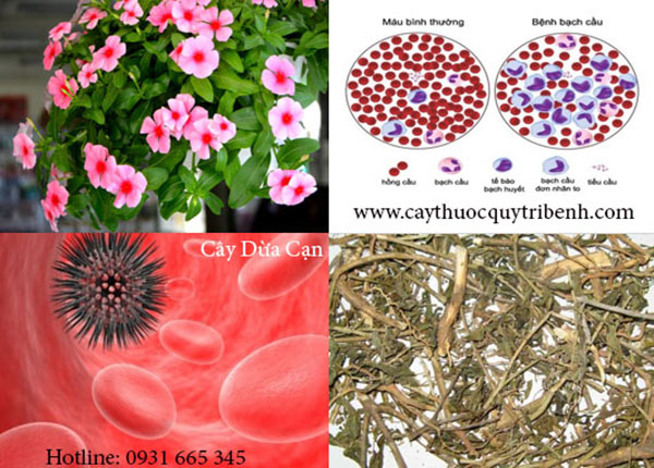 cây dừa cạn