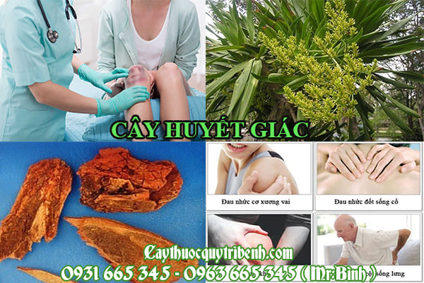 Huyết giác