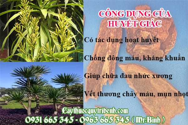 Huyết giác