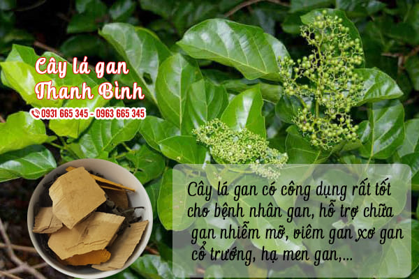 cây lá gan thảo dược thanh bình