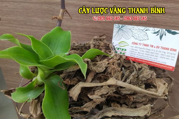 cây lược vàng thảo dược thanh bình