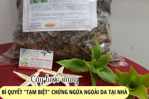 cây lược vàng thảo dược thanh bình