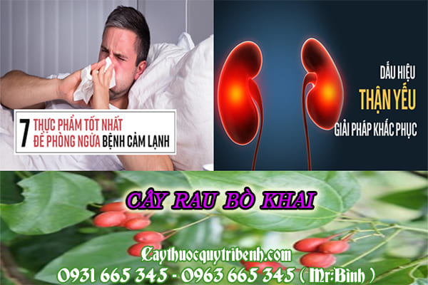 cây rau bò khai