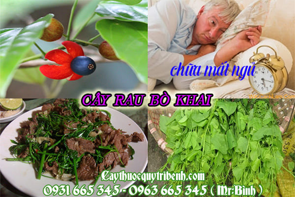 cây rau bò khai