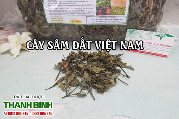 Cây sâm đất