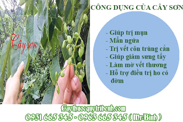 Cây sơn