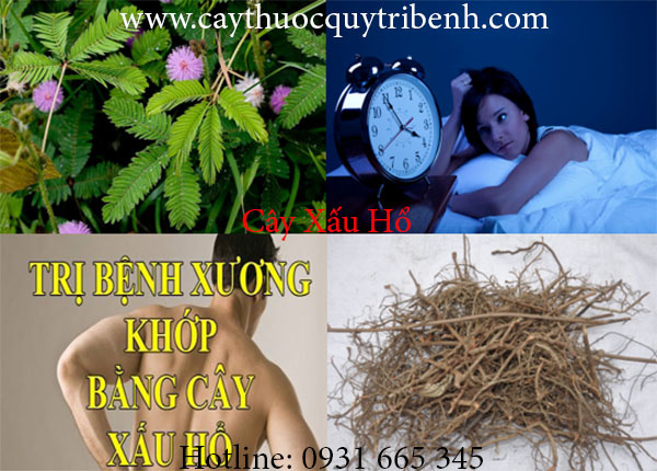 cây xấu hổ