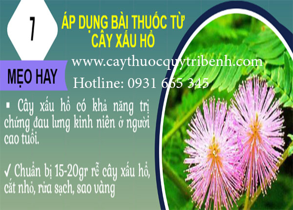 cây xấu hổ