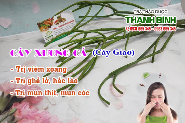 Cây xương cá Thảo dược Thanh Bình