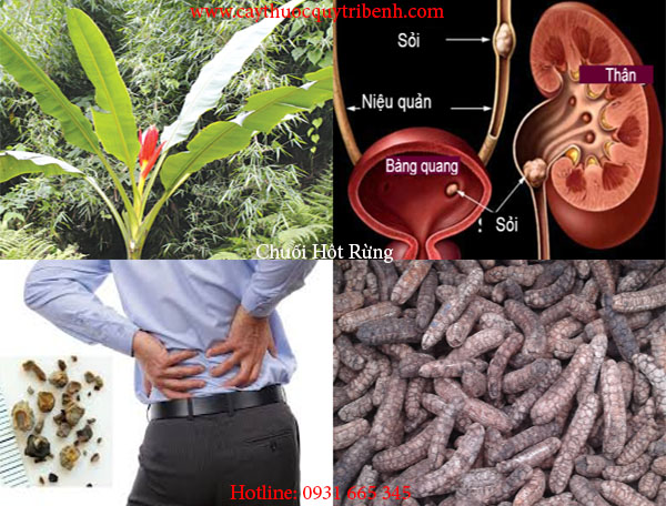 chuối hột rừng