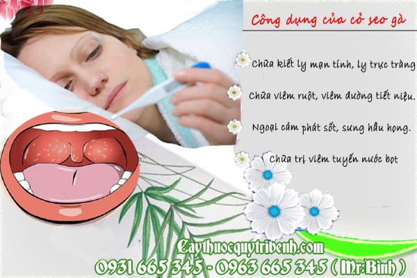 cỏ seo gà