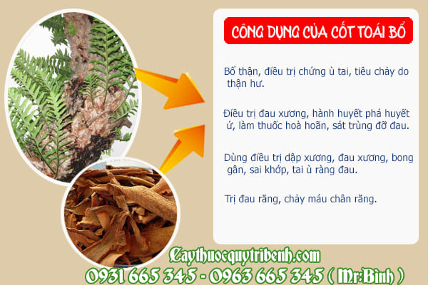 cố toái bổ