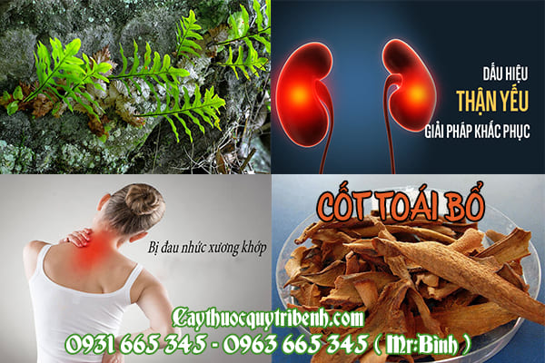 cốt toái bổ