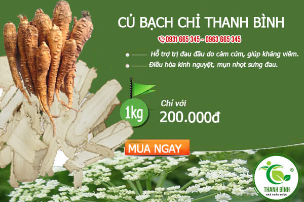 củ bạch chỉ thảo dược thanh bình