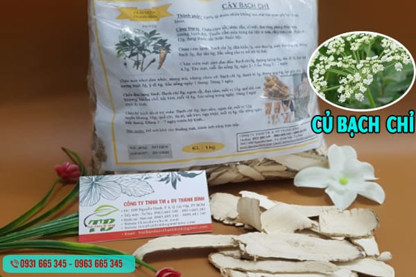 củ bạch chỉ thảo dược thanh bình