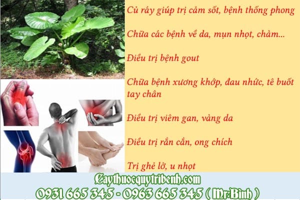 củ ráy