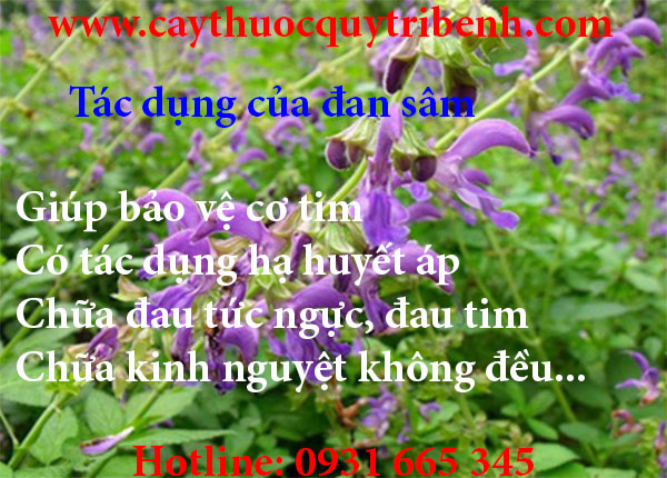 mua-ban-dan-sam-o-dau-tai-tp-hcm-uy-tin-nhat