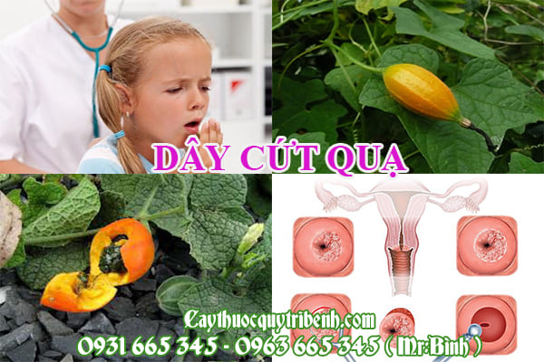 Dây cứt quạ
