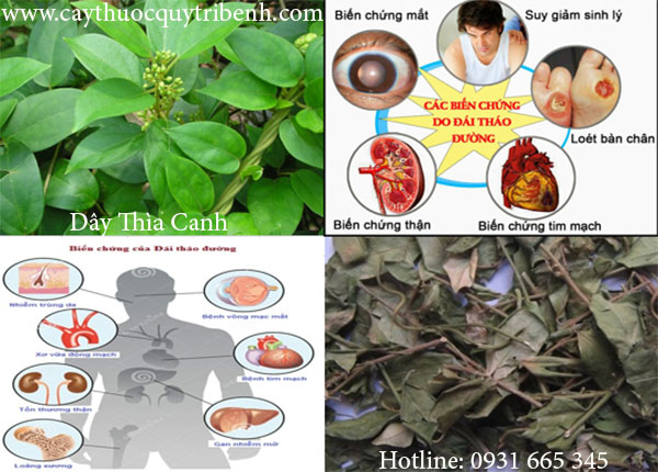 dây thìa canh