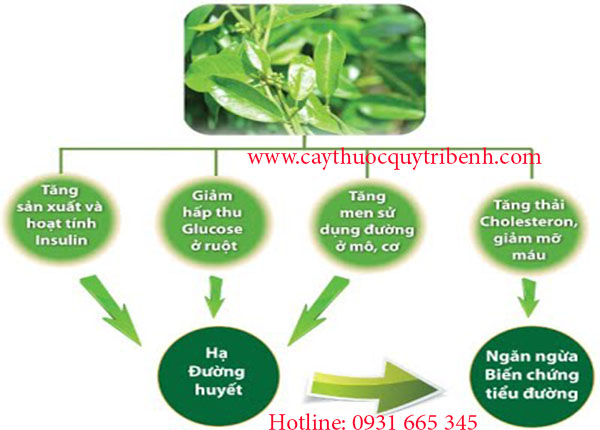 dây thìa canh