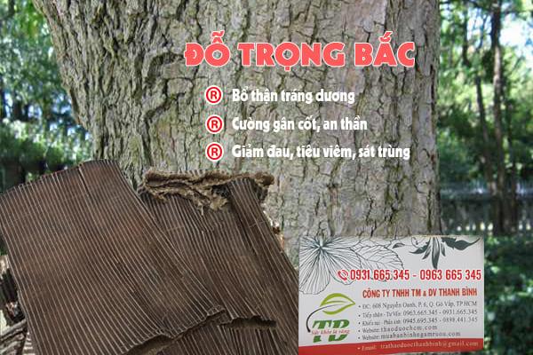 đỗ trọng bắc thanh bình