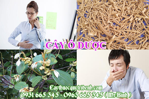 Cây ô dược