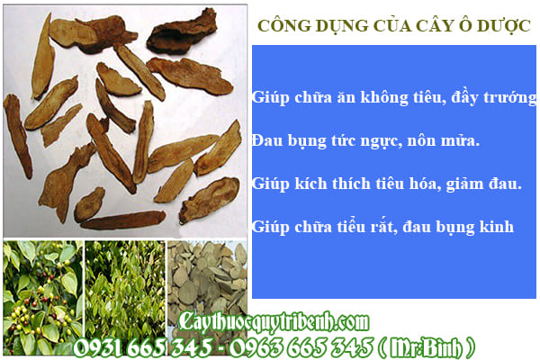 Cây ô dược