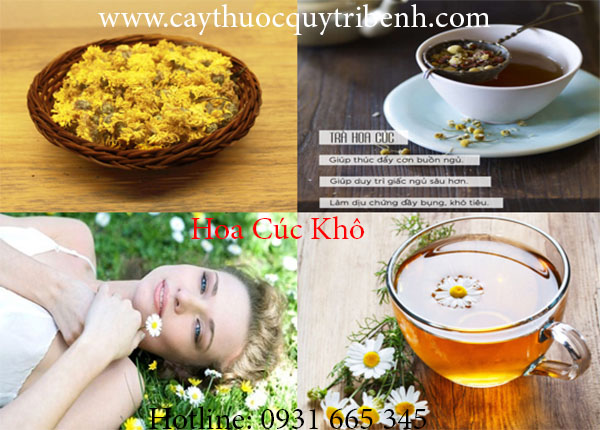 hoa cúc khô 