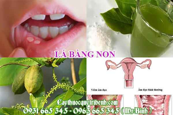 Lá bàng non