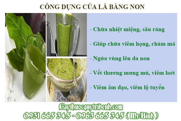 Lá bàng non