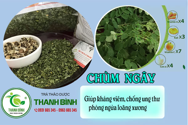 lá chùm ngây thanh bình