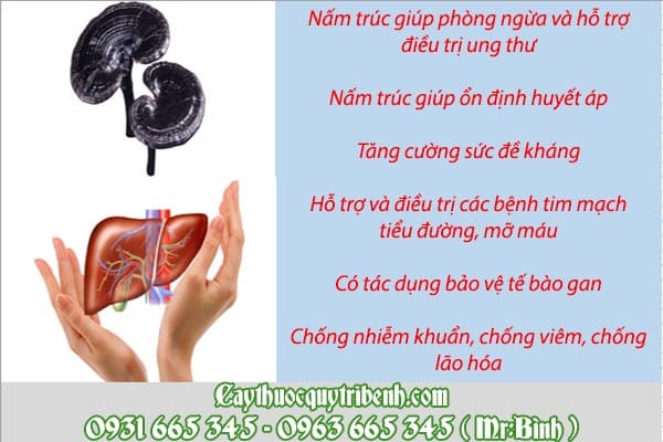 nấm trúc