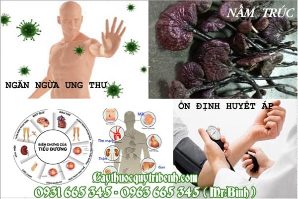 nấm trúc