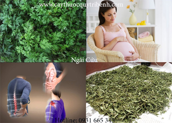 mua-ban-ngai-cuu-o-dau-tai-tp-hcm