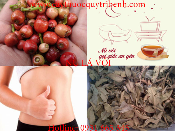 nụ vối lá vối