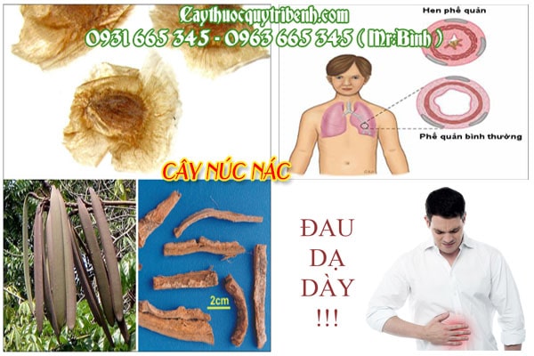 cây núc nác