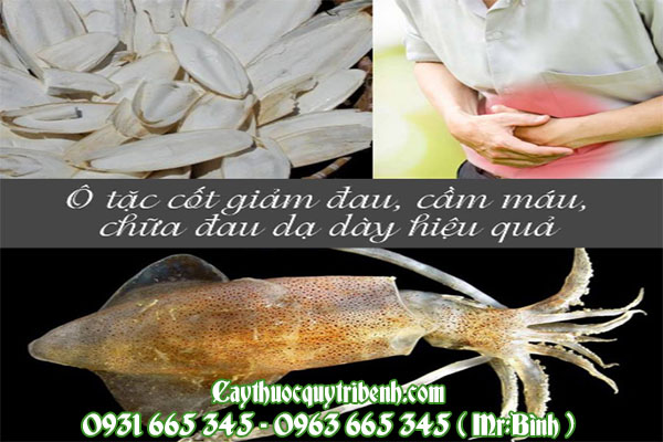 ô tặc cốt (mai mực)
