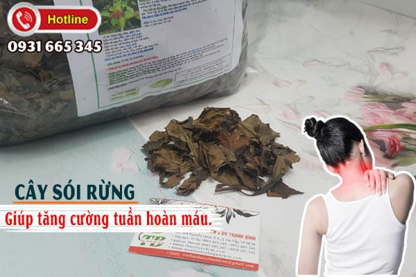 cây sói rừng thảo dược thanh bình