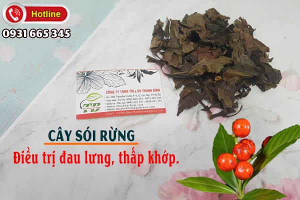 cây sói rừng thảo dược thanh bình
