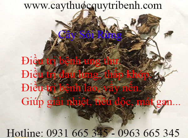 cây sói rừng