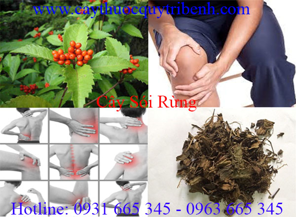 cây sói rừng