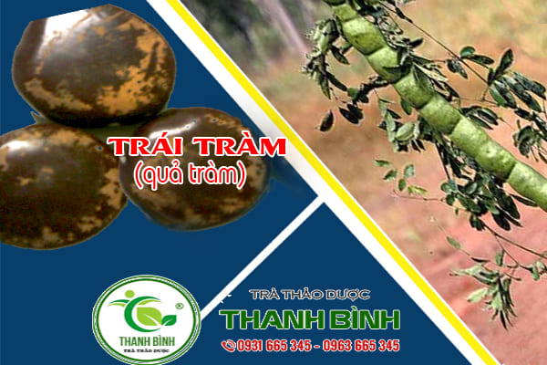 trái tràm, quả tràm thảo dược thanh bình