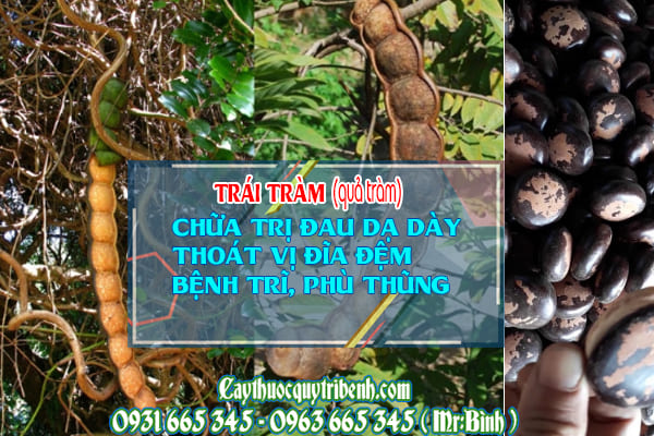 trái tràm quả tràm thảo dược thanh bình