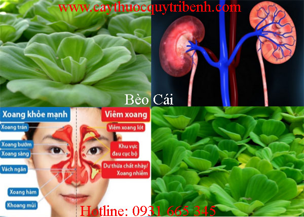 mua-beo-cai-o-dau-tai-tp-hcm-uy-tin-nhat