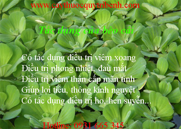 mua-beo-cai-o-dau-tai-tp-hcm