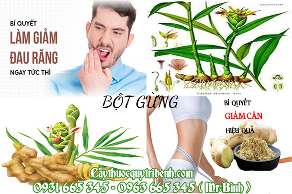 bột gừng